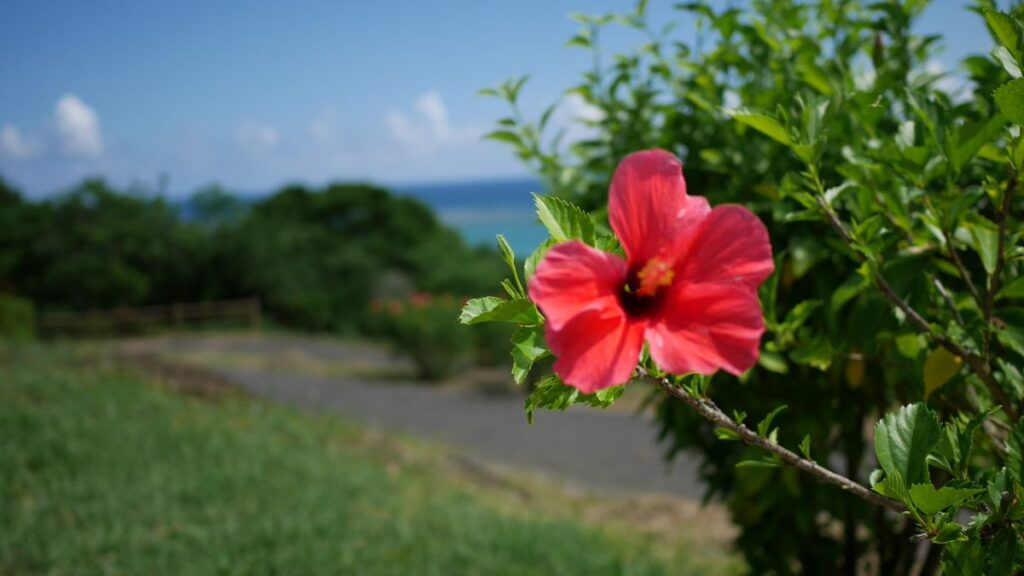 家族旅行で訪れた石垣島の風景